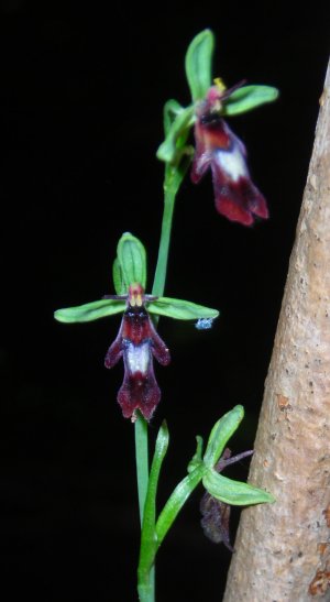 fly orchid Ophrys insectifera