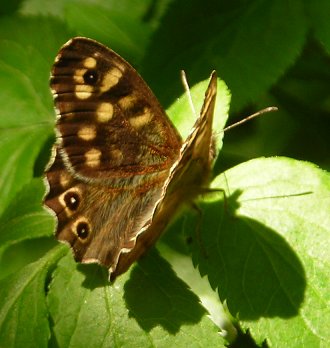 speckled wood Pararge aegeria