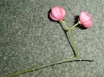 spindle fruits