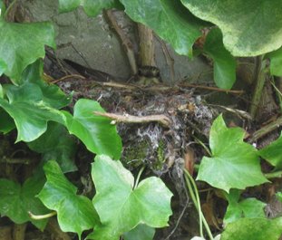 spotted flycatcher nest