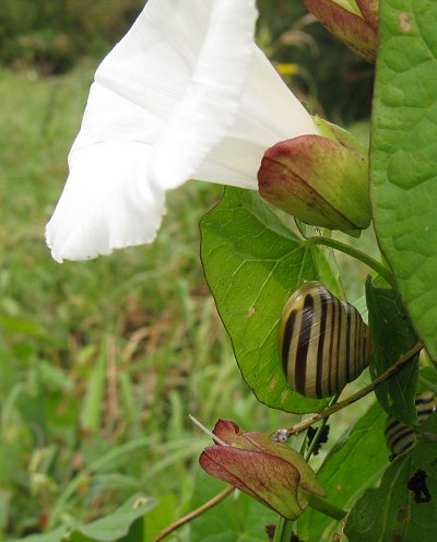 Banded snail on greater bindweed