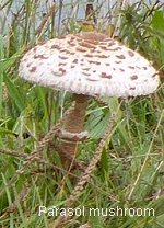 wildlife photo