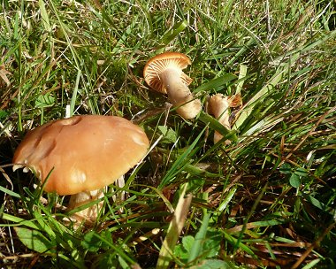 Meadow waxcap Hygrocybe pratensis
