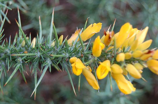 [Image: westgorse.jpg]