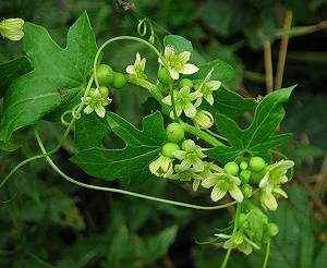 White bryony Bryonia dioica