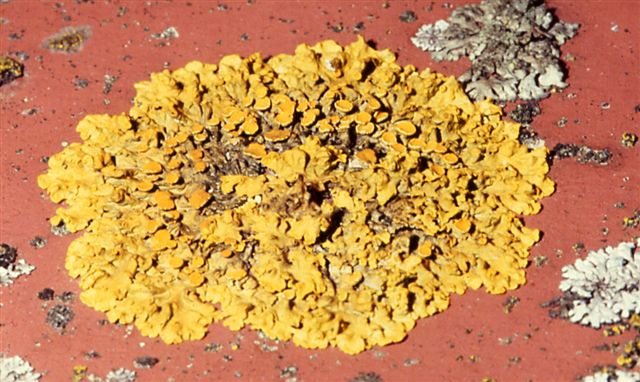 lichen Xanthoria parietina