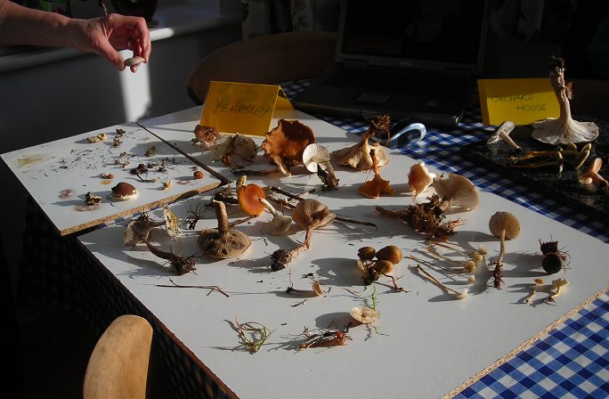 fungi laid out on table