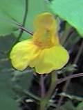 Balsam, yellow