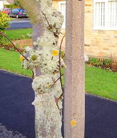 Lichen on tree (detail)