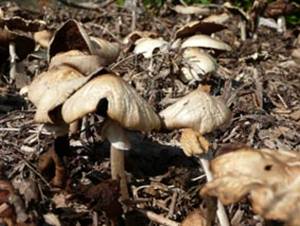 Agrocybe praecox