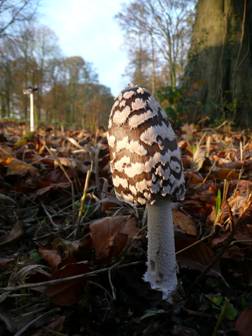 Magpie Inkcap Coprinus picaceus