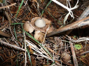 Collared earth star Geastrum triplex