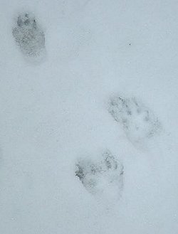 stoat prints in snow