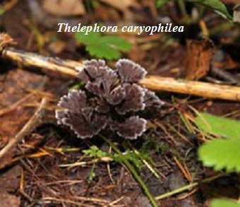 Thelephora caryophylla