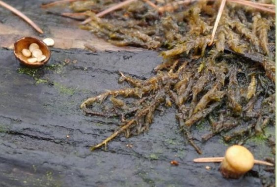 Birdsnest fungus Crucibulum leave