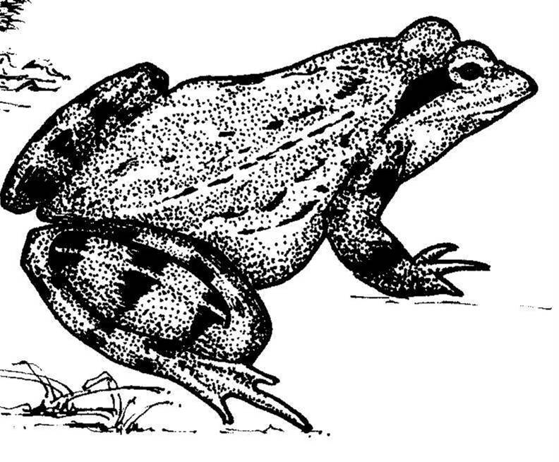 drawing of frog