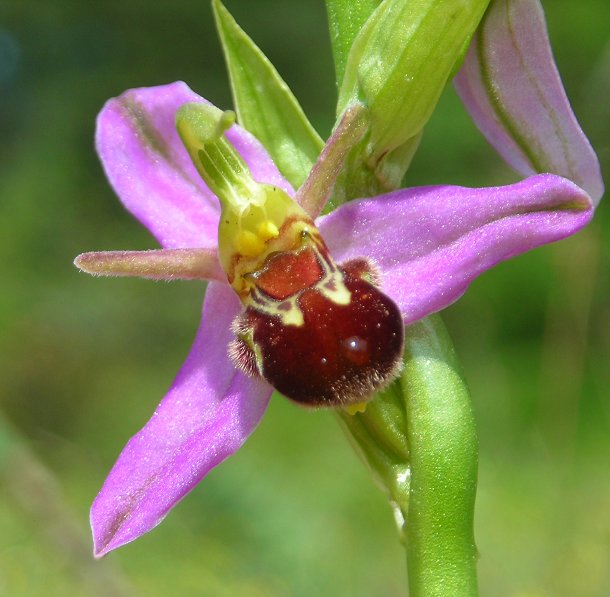 bee orchid Ophrys apifera