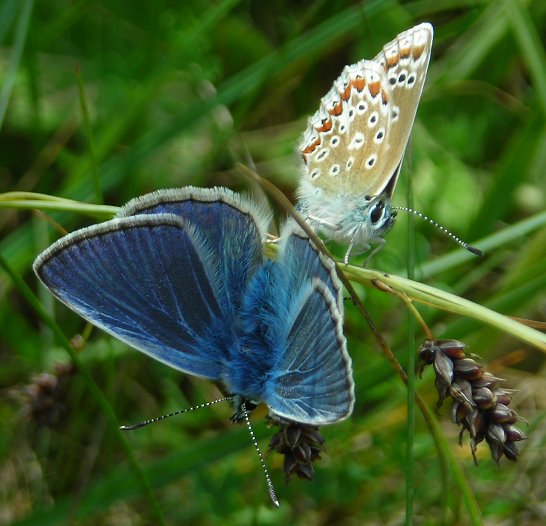 Common blue butterfly Polyommatus icarus