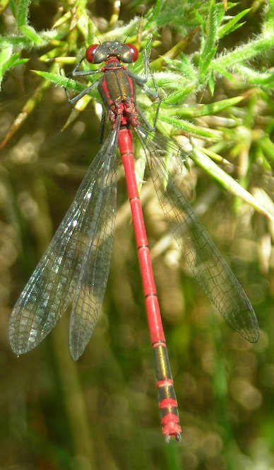 large red damsaelfly Pyrrhosoma nymphula