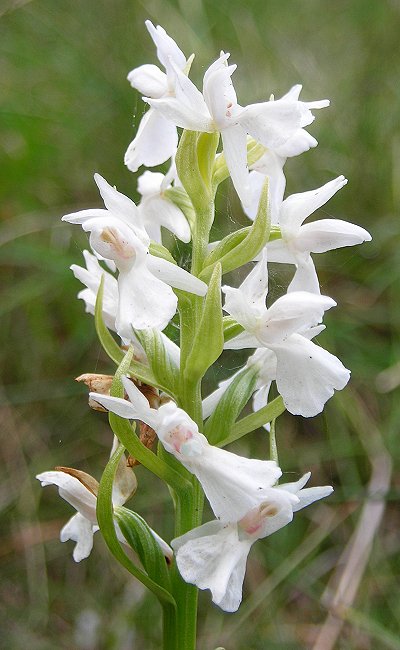 white marsh orchid Dactylorhiza traunsteineri