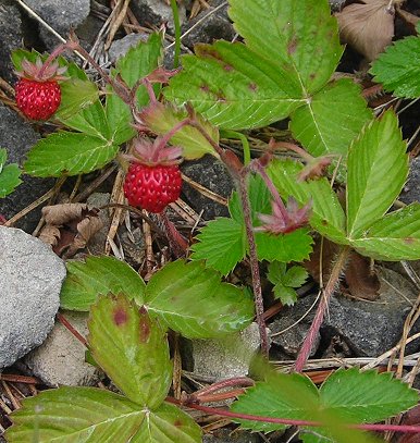 wild strawberry Fragaria vesca fruit