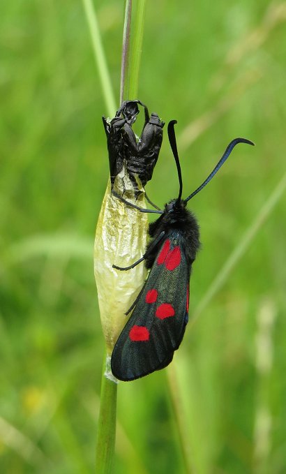 narrow-bordered 5-spot burnet moth just emerged