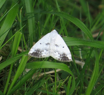 clouded silver moth