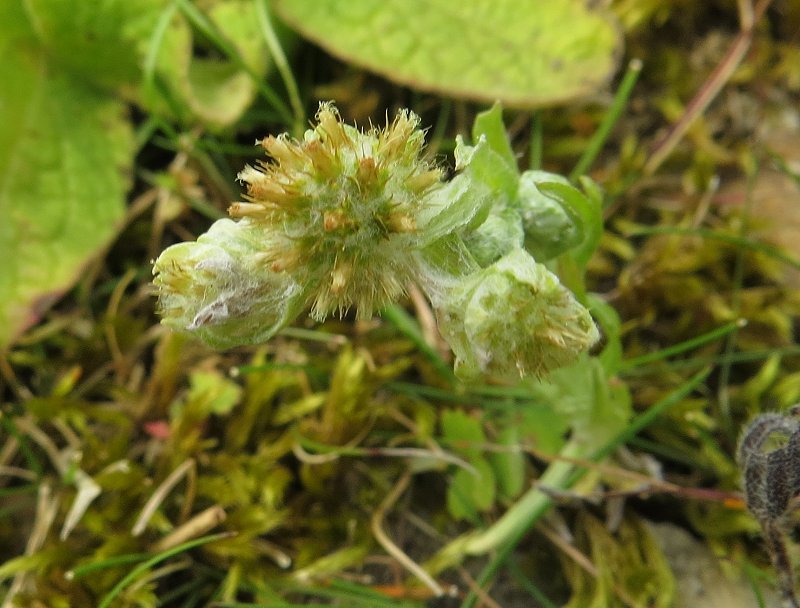 common cudweed