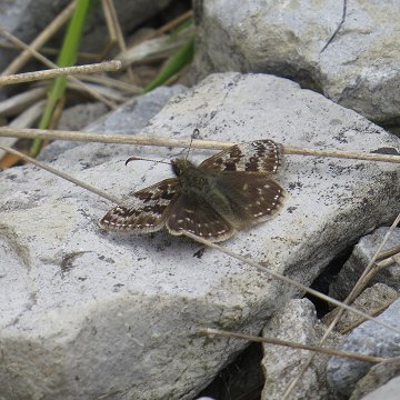 dingy skipper butterfly