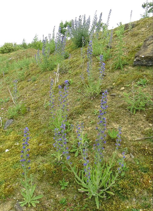 vipers bugloss