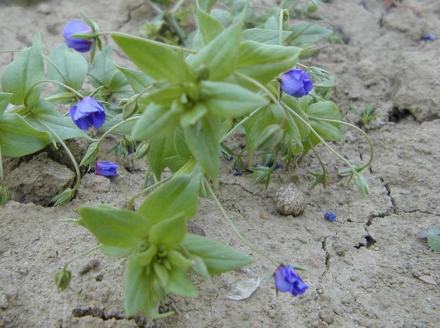 Blue Pimpernel