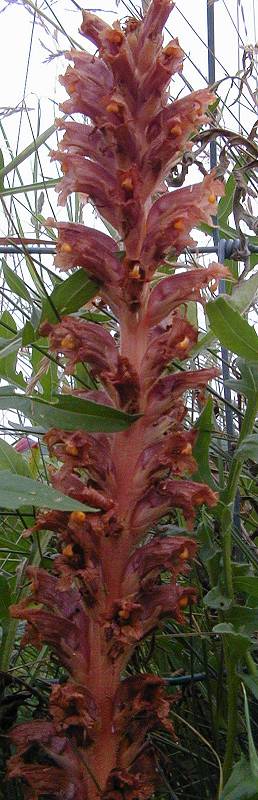 Knapweed Broomrape Orobanche elatior