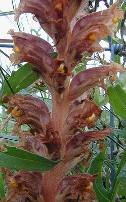 Knapweed Broomrape Orobanche elatior