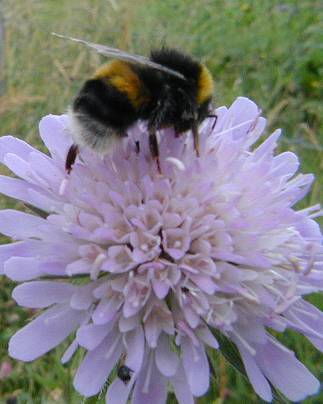 Bombus lucorum on scabious