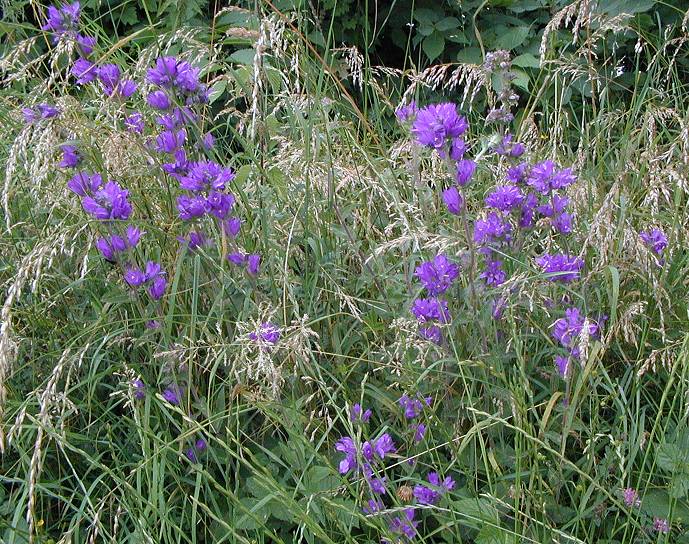 Clustered Bellflower Campanula glomerata