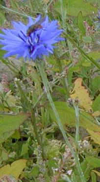 Cornflower