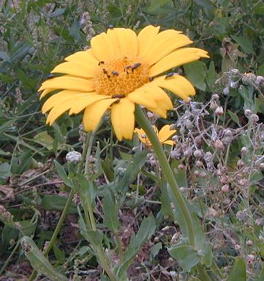 Corn Marigold