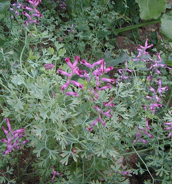 Fumitory Fumaria officinalis