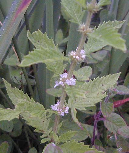 Gipsywort Lycopus europaeus