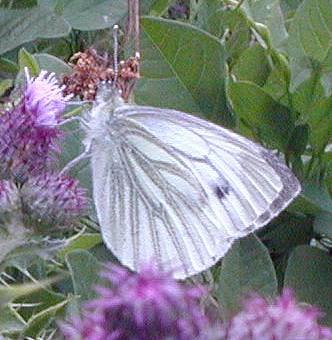 Green Veined White