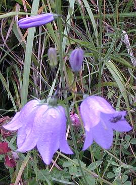 Harebell Campanula rotundifolia