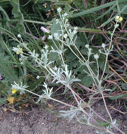 Hoary Cinquefoil