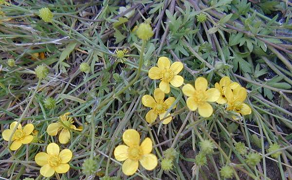 Hairy Buttercup