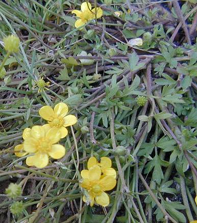 Hairy Buttercup