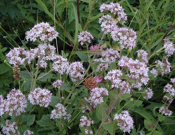 Wild Marjoram