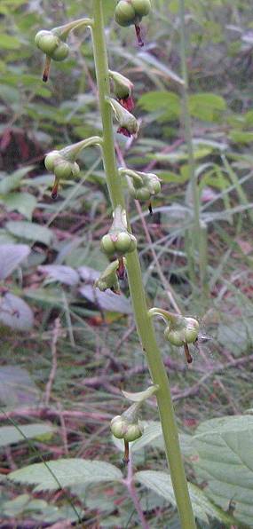 Intermediate Wintergreen Pyrola media