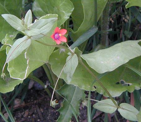 Scarlet Pimpernel