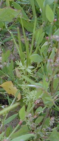 Shepherd's Needle