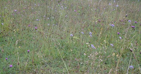 Wildflowers in quarry