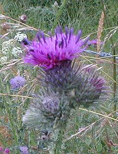 Welted Thistle